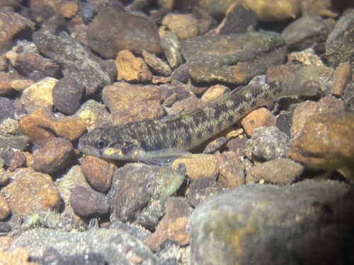 Striated darter (Etheostoma striatulum) — Percidae