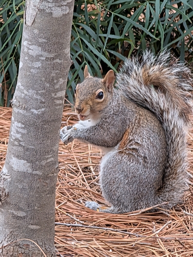 Eastern Gray Squirrel