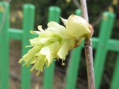 Corylopsis gotoana