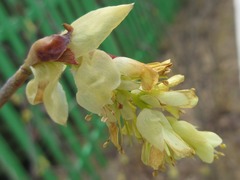 Corylopsis gotoana