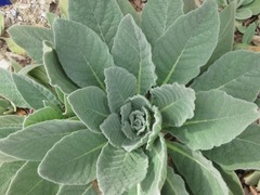 Verbascum thapsus