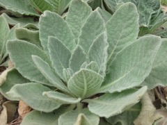 Verbascum thapsus