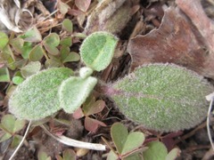 Verbascum thapsus