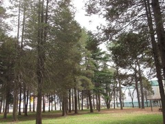 Chamaecyparis pisifera