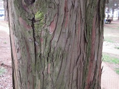 Chamaecyparis pisifera