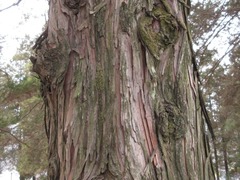 Chamaecyparis pisifera