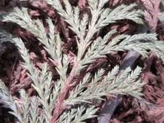 Chamaecyparis pisifera