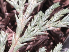 Chamaecyparis pisifera
