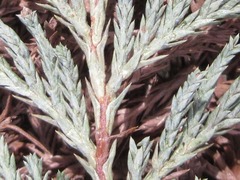Chamaecyparis pisifera
