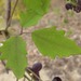 Three-leaf Akebia - Photo (c) onidiras-iNaturalist, some rights reserved (CC BY-NC), uploaded by onidiras-iNaturalist