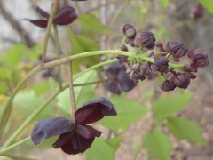 Akebia trifoliata