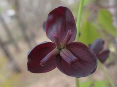Akebia trifoliata