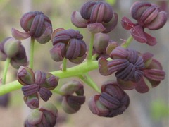 Akebia trifoliata