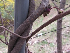 Akebia trifoliata