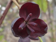 Akebia trifoliata
