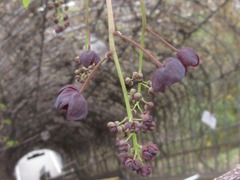 Akebia trifoliata