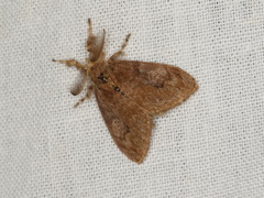 Orgyia papuana