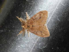 Orgyia papuana