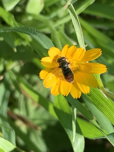 Unknown species found near Shollenberger Park, Petaluma, CA, US