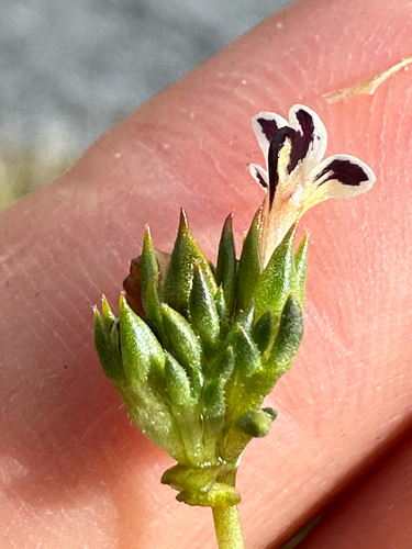 Euphrasia integrifolia observed 2026-03-03