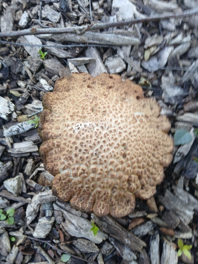 Leccinum scabrum · March 2026 · photo: © bigfarma2017 (iNaturalist, cc-by)