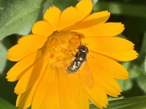 Unknown species found near Shollenberger Park, Petaluma, CA, US