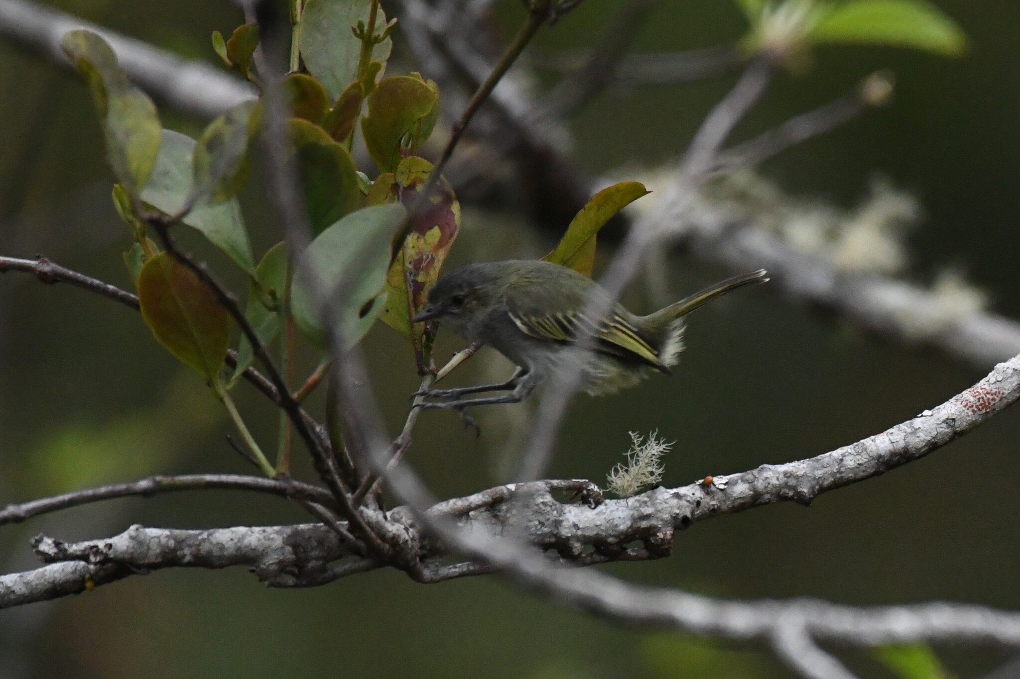 Guatemalan Tyrannulet (Zimmerius vilissimus), photo 9