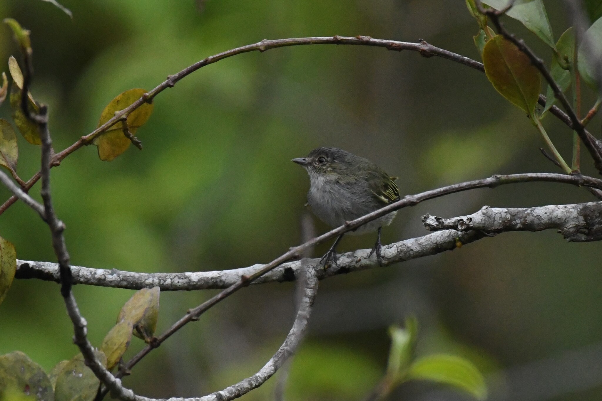 Guatemalan Tyrannulet (Zimmerius vilissimus), photo 10