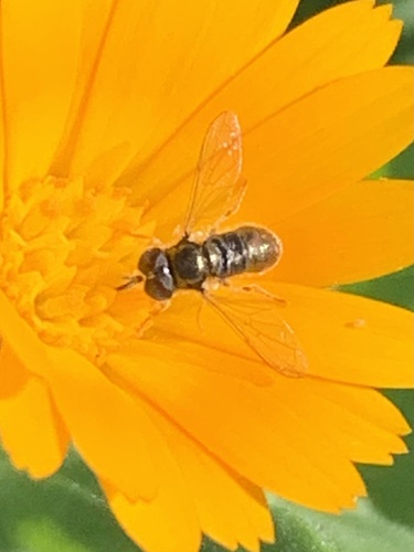 Unknown species found near Shollenberger Park, Petaluma, CA, US