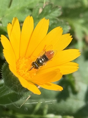 Unknown species found near Shollenberger Park, Petaluma, CA, US