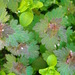 Lamium hybridum - Photo (c) RAMJ, algunos derechos reservados (CC BY-NC), subido por RAMJ