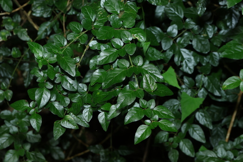 Soft jasmine (Jasminum singuliflorum)
