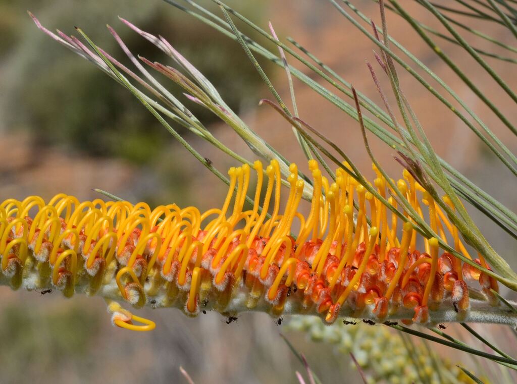 Grevillea excelsior; photograph (c) James (Jim) Duggan, some rights reserved (CC BY-SA)