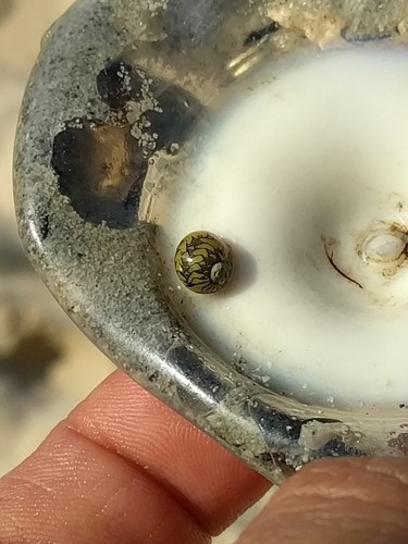 Guamanian Nerite — seen at this dive site
