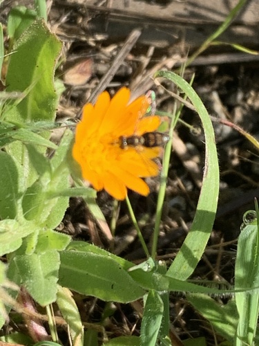 Unknown species found near Shollenberger Park, Petaluma, CA, US