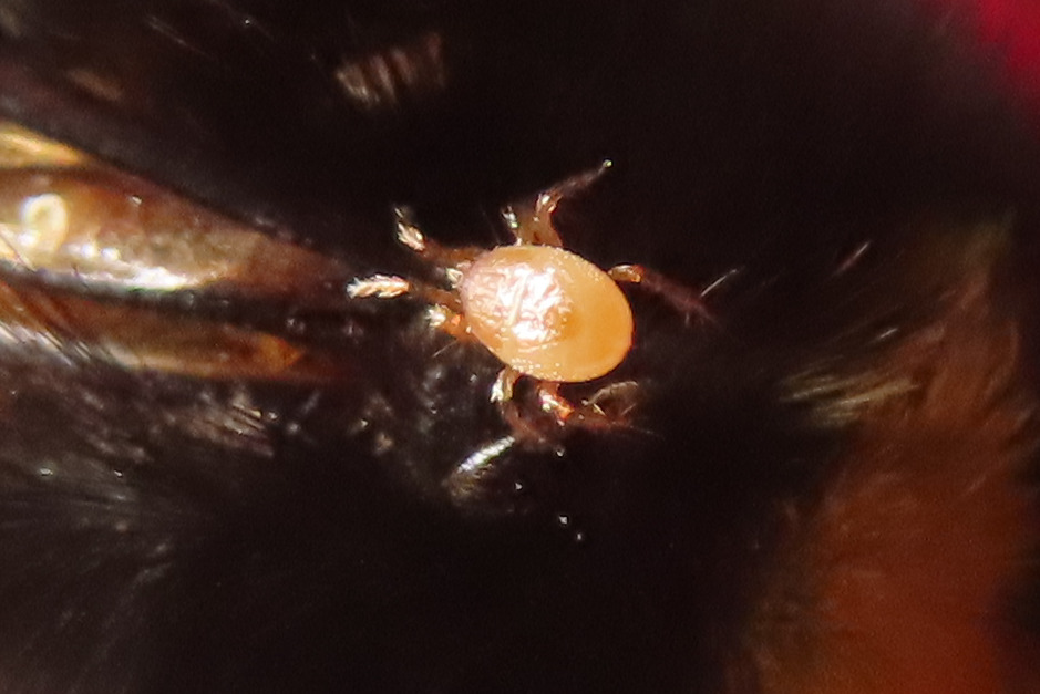 Parasitellus fucorum (De Geer, 1778)