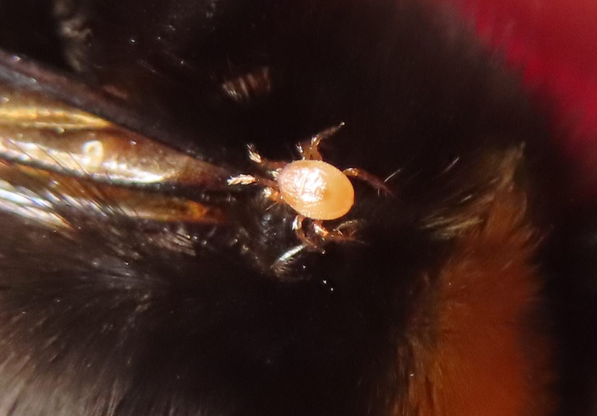 Parasitellus fucorum (De Geer, 1778)