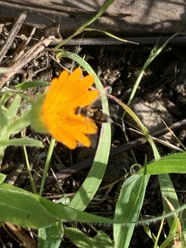 Unknown species found near Shollenberger Park, Petaluma, CA, US