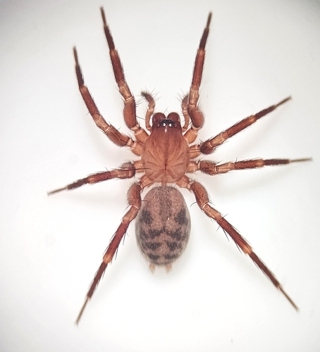 Cicurina brevis photo 2