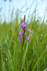 Anacamptis palustris