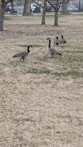 Canada Goose