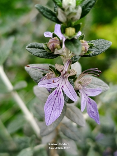 Tree Germander