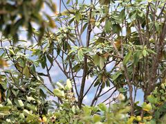 Rhododendron arboreum
