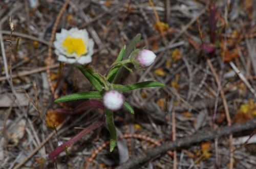 Waitzia suaveolens, photograph 2
