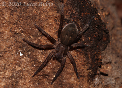 Asthenoctenus borellii