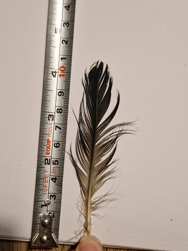 Plume de Plongeon catmarin