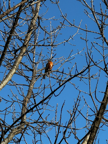 American Robin
