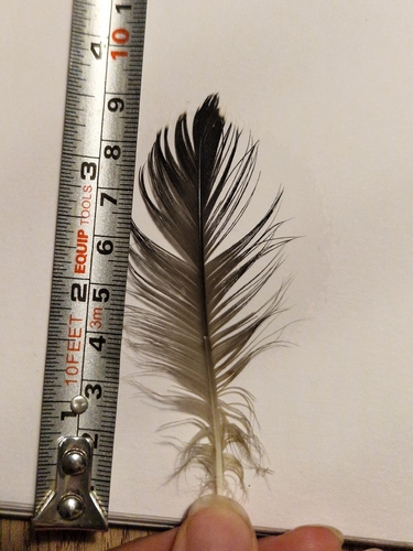 Plume de Plongeon catmarin