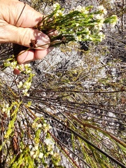 Erica lycopodiastrum