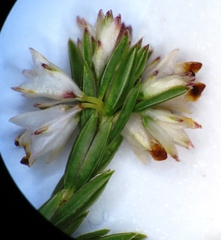 Erica lycopodiastrum